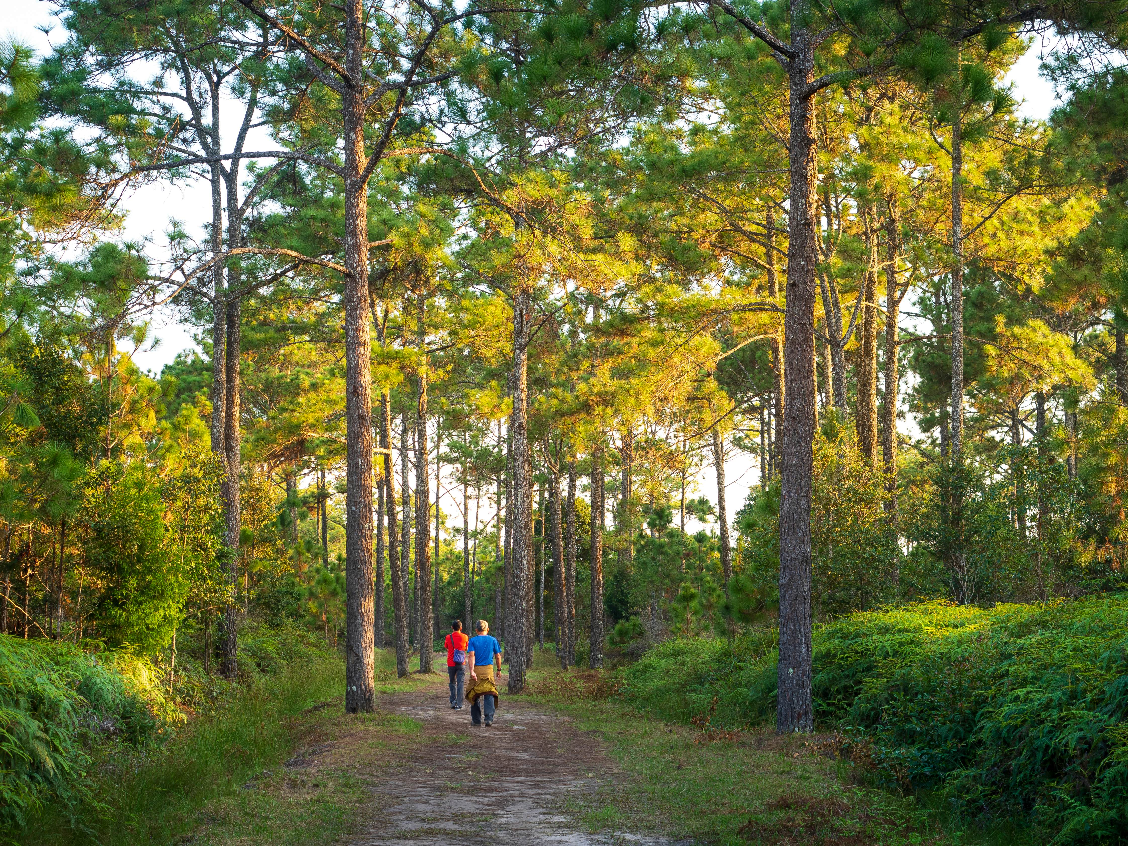 trekking Trail in Phu kradueng National park ,Loei , Thailand.; Shutterstock ID 1214161663; your: Erin Lenczycki; gl: 65050; netsuite: Online Editorial; full: Destination update